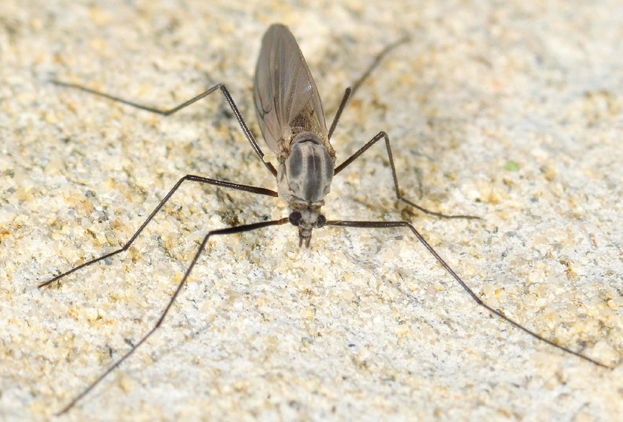 femmina di Chironomidae